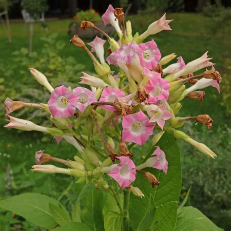 Flor de tabaco
