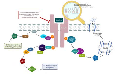 Representación esquemática de las vías de señalización del receptor de andrógenos en el cáncer de próstata.