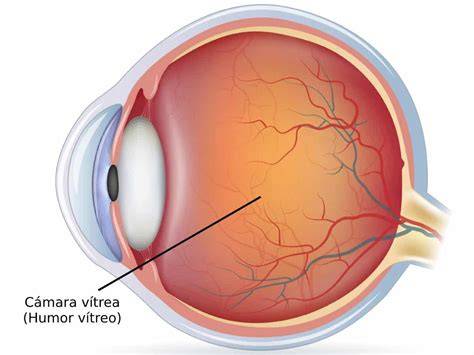 Ilustración del ojo humano con el humor vítreo y la retina