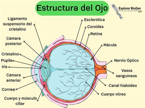 Diagrama de la estructura del ojo, destacando el humor vítreo y sus componentes
