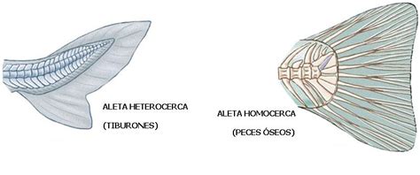 Comparativa aleta nueva vs aleta de desguace