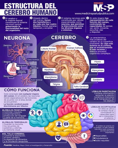Infografía sobre la estructura del cerebro y sus funciones cognitivas