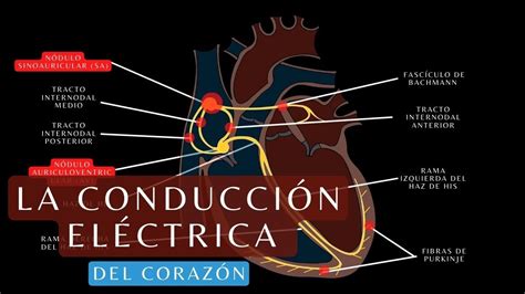 Diagrama del sistema de conducción eléctrica del corazón