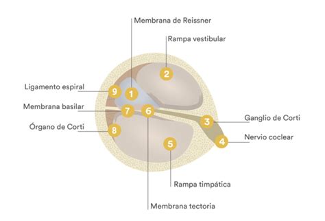 Sección transversal de la cóclea mostrando las rampas y el órgano de Corti