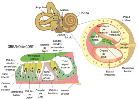 Diagrama del oído interno mostrando la cóclea y los canales semicirculares