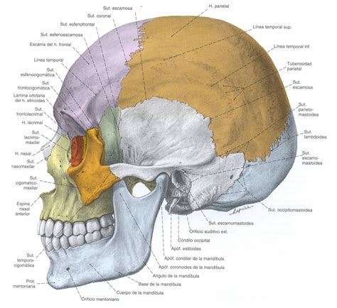 Anatomía del cráneo humano con sus divisiones y suturas
