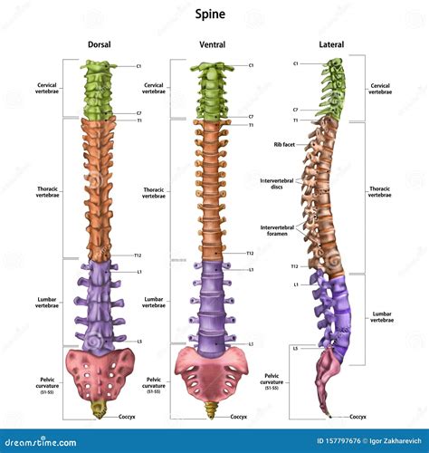 Ilustración de la columna vertebral humana con sus divisiones regionales