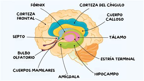 Diagrama del cerebro humano con áreas del lenguaje resaltadas
