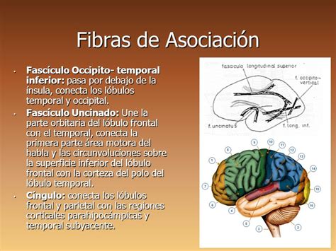 Diagrama que ilustra la conexión del fascículo arcuato entre el lóbulo temporal y frontal
