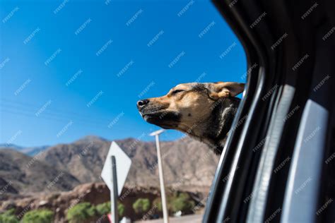 Perro asomado por la ventanilla de un coche
