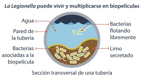 Diagrama del ciclo de vida de la Legionella en instalaciones de agua