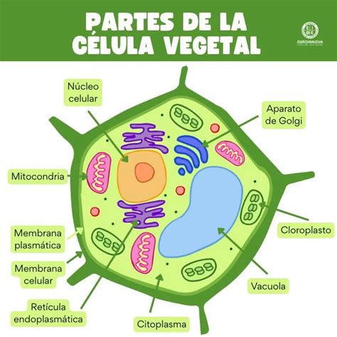 diagrama de célula vegetal protegiéndose del frío